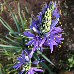 AςȂ ԁ@J}VA Cqgj[RGA 2Zbg ԁy͂ ^zCamassia leichtlinii Caerulea 䒆 HA  Ԓd A A H ~ nbs[K[