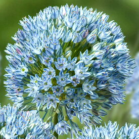 球根 植えっぱなし球根 希少品種 アリウム ザーミン 選べる球数 2球〜4球 空色【先行予約10月〜お届け 小球根 メール便対応】Allium 多年草 球根植物 秋植え球根 花の球根 花壇 庭植え 鉢植え 秋 冬 ハッピーガーデン【2025BU】【mail】