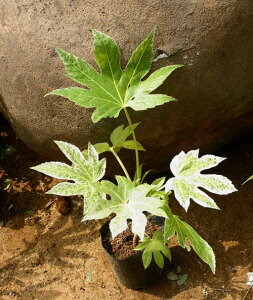  cf ۍi 5 1y͂ 񂹏izFatsia japonica Tsumugi shibori Β  J[[t VF[hK[f VFChK[f A ωA A Ԓd A  t n