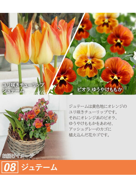 楽天市場】鉢花 春便り チューリップの花かご【お届け中 明日楽】Tulip Pansy Viola 寄せ植え フラワーバスケット 花籠 花篭 ガーデン ガーデニング : ハッピーガーデン 楽天市場】鉢花 春便り チューリップの花かご【お届け中 明日楽】Tulip Pansy Viola 寄せ植え フラワーバスケット 花籠 花篭 ガーデン ガーデニング : ハッピーガーデン
