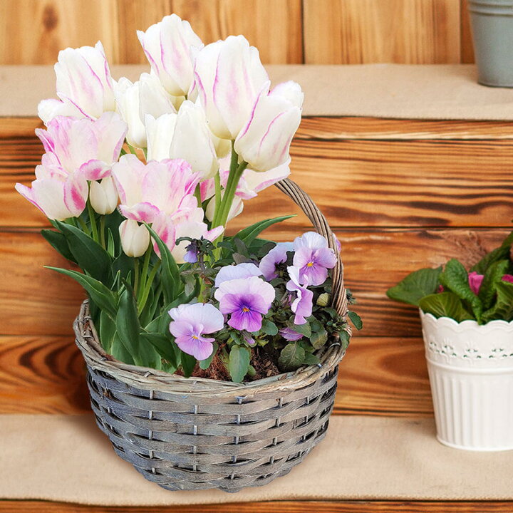 楽天市場 鉢花 春便り チューリップの花かご お届け中 明日楽 Tulip Pansy Viola 寄せ植え フラワーバスケット 花籠 花篭 ガーデン ガーデニング ハッピーガーデン