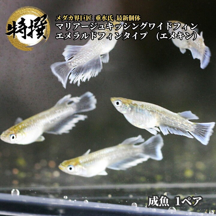 楽天市場】【成魚1ペア】メダカ エメキン【めだか】マリアージュ 