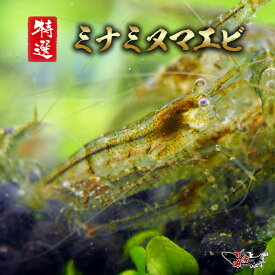 ミナミヌマエビ 生体 水槽の掃除屋さん メダカのお供に コケ取り 水質浄化