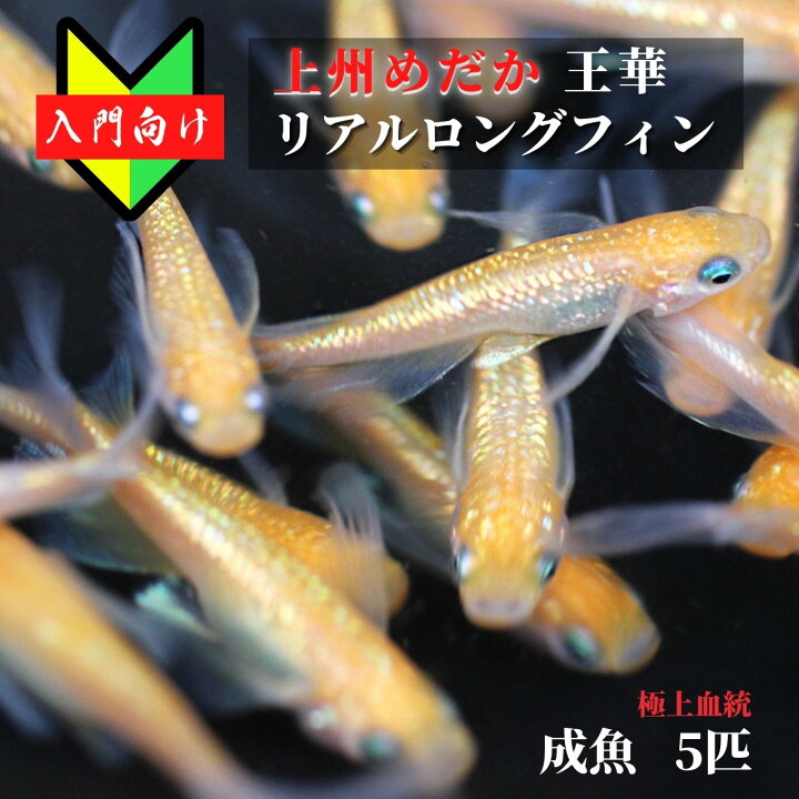 楽天市場】メダカ 入門 上州めだか【王華リアルロングフィン 成魚5匹 
