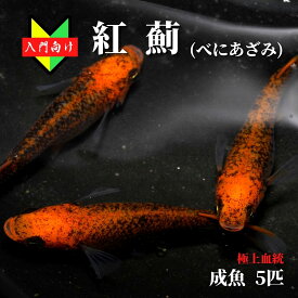 【入門用成魚5匹】メダカ 紅薊【送料無料】めだか 目高 生体 べにあざみ 初心者 めだか 生体 観賞魚 ゾウリムシ ミジンコ PSB と同梱包可能 生クロレラ 同梱不可