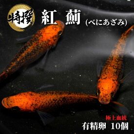 【有精卵10個】メダカの卵 紅薊【めだか】べにあざみ 観賞魚 たまご ゾウリムシ ミジンコ PSB と同梱可能 生クロレラ同梱不可