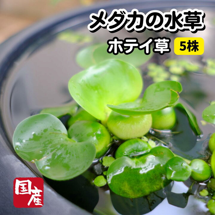 楽天市場】【1~10株】国産無農薬ホテイ草【メダカの水草】 めだか 目高 