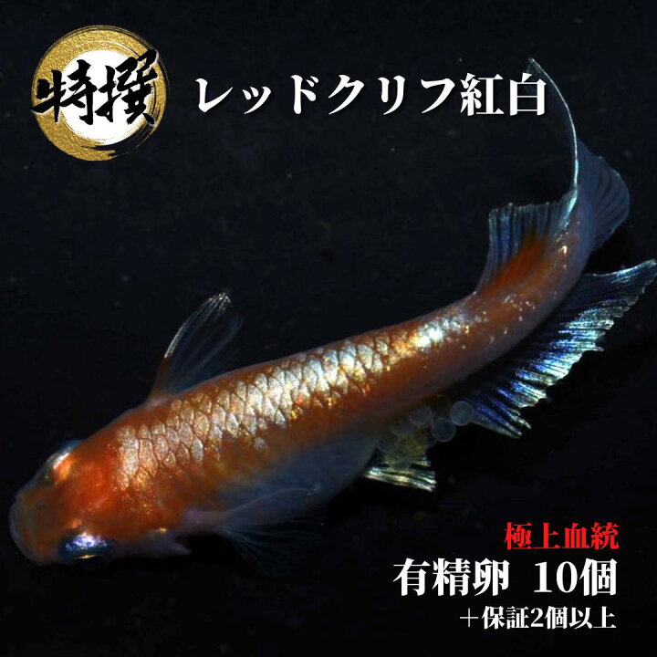 楽天市場】メダカ 卵【レッドクリフ紅白 有精卵】めだか れっどくりふ 