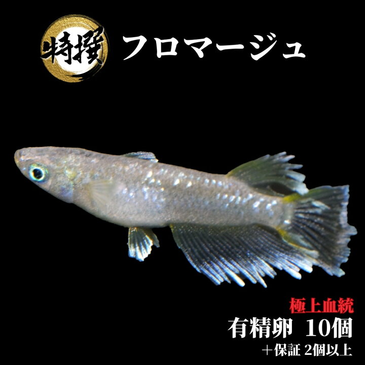 楽天市場】【有精卵10個～5個】メダカの卵 フロマージュ【めだか】生体 