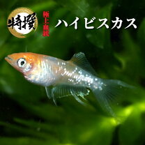 楽天市場】ハイビスカス（熱帯魚・アクアリウム｜ペット・ペットグッズ 