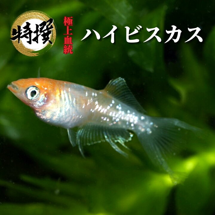 楽天市場】メダカ【ハイビスカス】めだか 生体 ゾウリムシ ミジンコ 