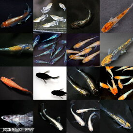 【有精卵10個】メダカの卵 超高級ミックスメダカ【送料無料】めだか 生体 レッドクリフ エメキン ラメ王 三色 サファイア 王華 オロチ 夜桜ゴールドなど人気品種3品種以上入り