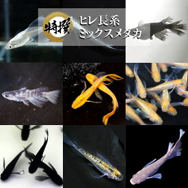 【成魚10匹】メダカ ヒレ長系ミックスメダカ【送料無料】めだか 目高 生体 MIXメダカ 長ヒレ ロングフィン 竜章鳳姿 忘却の翼 王翔華など人気品種より選別！