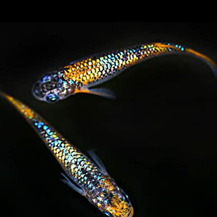 楽天市場】メダカ 上州めだか【蒼煌変わり柄 稚魚5匹】そうこう めだか 