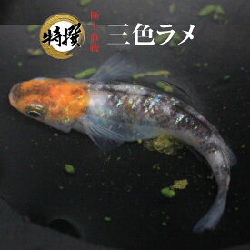 メダカ 入門【三色ラメ 成魚5匹】さんしょくらめ 初心者 めだか 生体 観賞魚 ゾウリムシ ミジンコ PSB と同梱包可能 生クロレラ 同梱不可