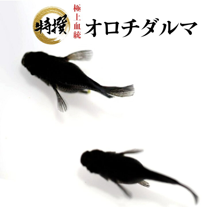 楽天市場】【有精卵5個】メダカの卵 オロチダルマ【送料無料】めだか 