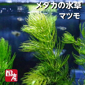 【送料無料】メダカの水草【国産無農薬マツモ 5本】めだか 生体 松藻 金魚藻 キンギョモ 産卵床 産卵 水質浄化