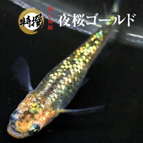 楽天市場】夜桜めだかの通販