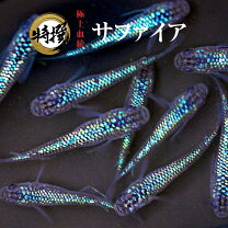 楽天市場】サファイア メダカ（種（観賞魚）メダカ）の通販