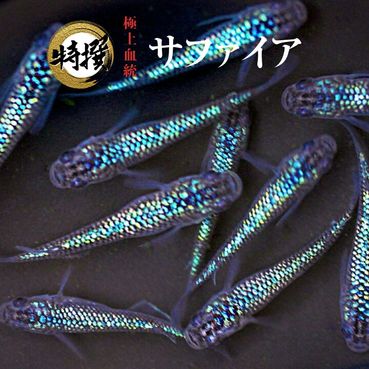 楽天市場】【10匹】メダカ サファイア【送料無料】S~SSサイズ 稚魚 