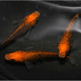 【成魚 1ペア】メダカ 紅薊【めだか】生体 べにあざみ ゾウリムシ ミジンコ PSB と同梱可能 生クロレラ同梱不可