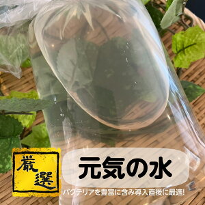 メダカ【元気の水】めだか 生体 バクテリア 体調管理 産卵促進 ゾウリムシ PSB ミジンコと同梱包可能 生クロレラ同梱不可