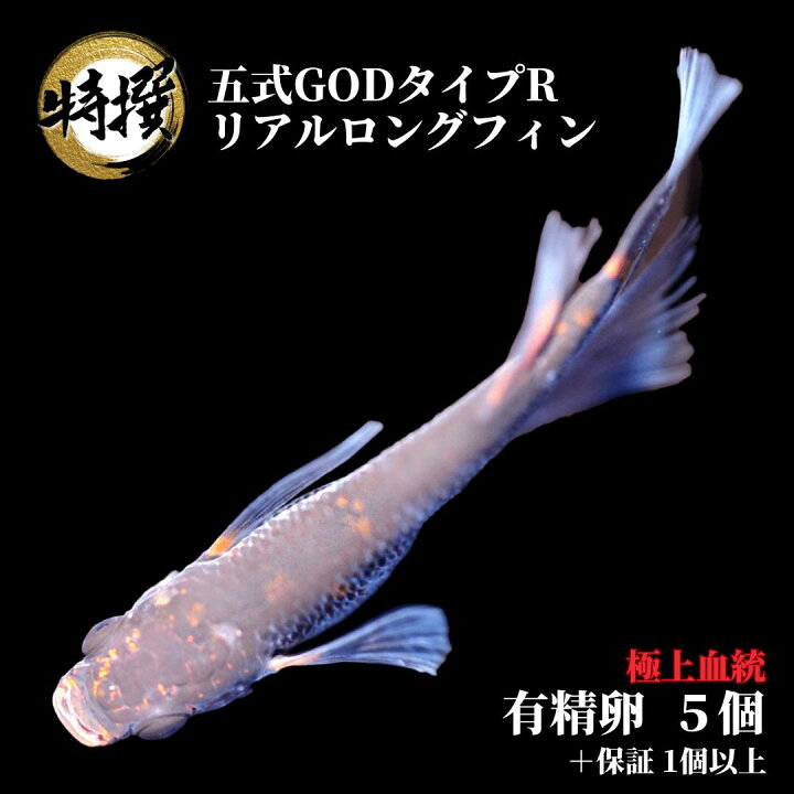 楽天市場】【有精卵5個】メダカの卵 五式typeR GODリアルロングフィン 