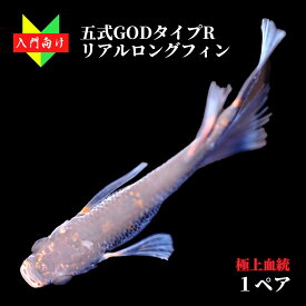 メダカ 入門【五式GODタイプRリアルロングフィン 1ペア】ゾウリムシ ミジンコ PSB と同梱可能 生クロレラ同梱不可