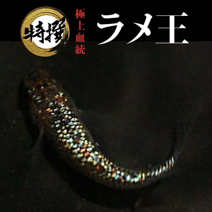 楽天市場】メダカ【ラメ王】めだか 生体 ゾウリムシ ミジンコ PSB と同 
