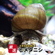 【送料無料】メダカ 貝【ヒメタニシ 5匹】メダカのお供に！めだか 生体 コケ取り 苔取り 苔取 巻貝 フグ…