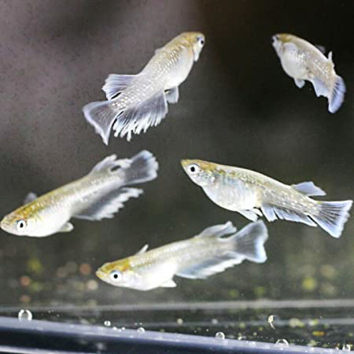 楽天市場】【稚魚5匹】メダカ マリアージュ キッシングワイドフィン 