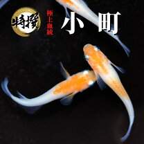 楽天市場】メダカ小町の通販