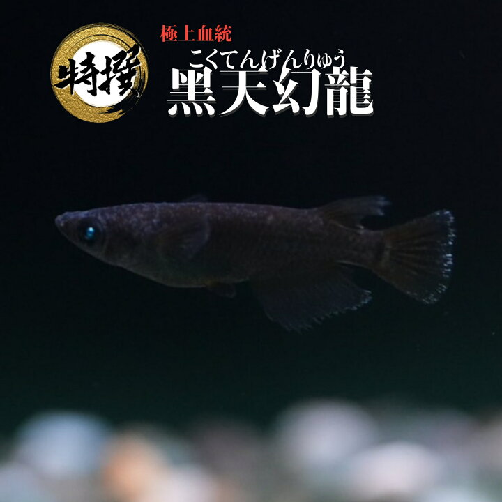 楽天市場】【有精卵10個】メダカの卵 黒天幻龍 【送料無料】めだか 
