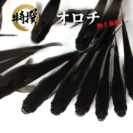 【成魚10匹】メダカ オロチ【送料無料】オロチメダカ めだか 目高 生体 黒メダカ おろち ゾウリムシ ミジンコ PSB と同梱可能 生クロレラ同梱不可