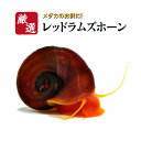【10匹】貝 レッドラムズホーン【送料無料】メダカ めだか 目高 生体 苔取り 苔掃除 コケ取り コケ掃除 熱帯魚のタン…