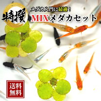 楽天市場】メダカ 卵 100の通販