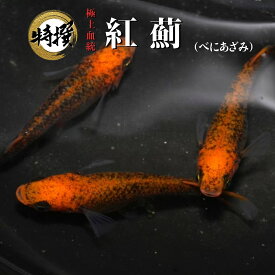 【入門用成魚10匹】メダカ 紅薊【送料無料】めだか 目高 生体 べにあざみ 初心者 めだか 生体 観賞魚 ゾウリムシ ミジンコ PSB と同梱包可能 生クロレラ 同梱不可