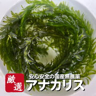 【10本】メダカの水草 国産無農薬アナカリス【送料無料】めだか オオカナダモ ゾウリムシ ミジンコ PSB …
