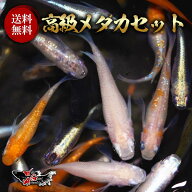 【成魚20匹】メダカ 高級ミックスメダカ【送料無料】めだか 生体 人気品種3種類以上入り