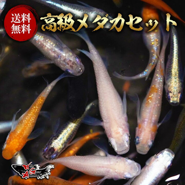 楽天市場】【成魚10匹】メダカ 高級ミックスメダカ【送料無料】めだか 