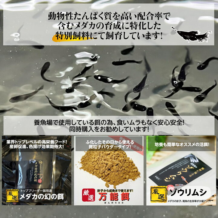 楽天市場】【1匹価格】めだか ヒメダカ【1000匹まで同梱包可能】目高 