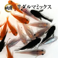 【成魚10匹】メダカ 半ダルマミックス【送料無料】めだか 生体 目高 ミックスメダカ ダルマメダカ ゾウリ…
