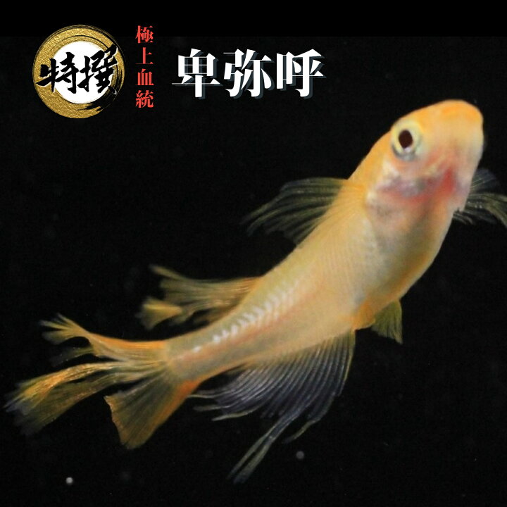 楽天市場】【5匹＋α】メダカ 卑弥呼【送料無料】S~SSサイズ 稚魚 