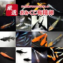 高級おみくじ【有精卵30個】メダカの卵 おみくじ有精卵【送料無料】メダカ めだか 生体 目高　漆黒　フロマージュ　紅…