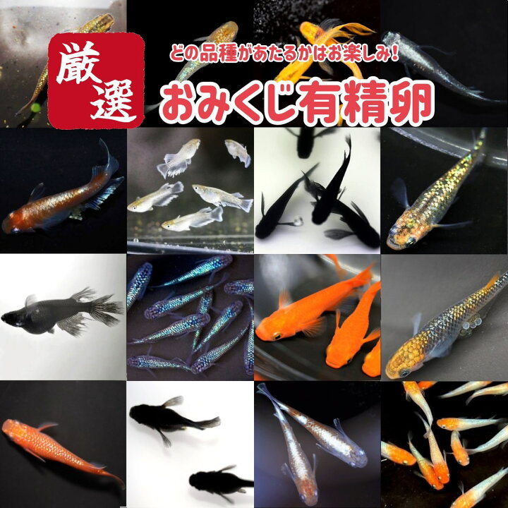楽天市場】【有精卵20個】メダカの卵 おみくじ有精卵【送料無料 