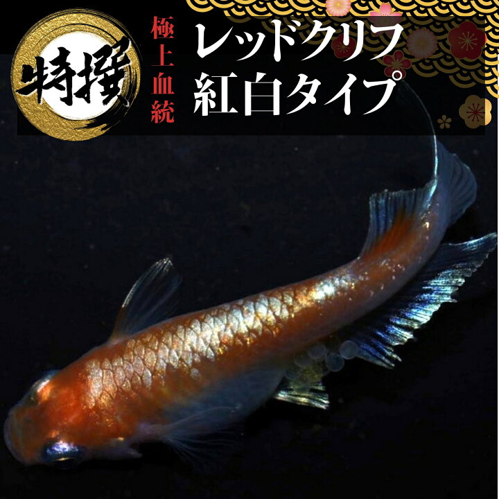 楽天市場】メダカ【レッドクリフ紅白タイプ】めだか 生体 れっどくりふ 