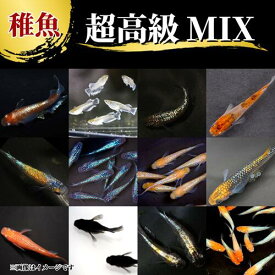 【20匹～10匹】メダカ 超高級ミックスメダカ【送料無料】S~SSサイズ 稚魚 めだか 目高 生体 レッドクリフ エメキン ラメ王 三色 サファイア 王華 オロチ 夜桜ゴールドなど人気品種3品種以上入り