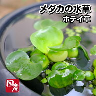 【10株】国産無農薬ホテイ草【送料無料】メダカの水草 めだか 目高 生体 ホテイアオイ 浮草 ゾウリムシ …