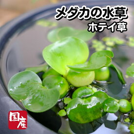 メダカの水草【ホテイ草】めだか ホテイアオイ 浮草 ゾウリムシ ミジンコ PSB と同梱可能 生クロレラ同梱不可