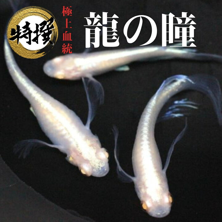楽天市場】メダカ【龍の瞳】めだか りゅうのひとみ アルビノ ヒレ長 